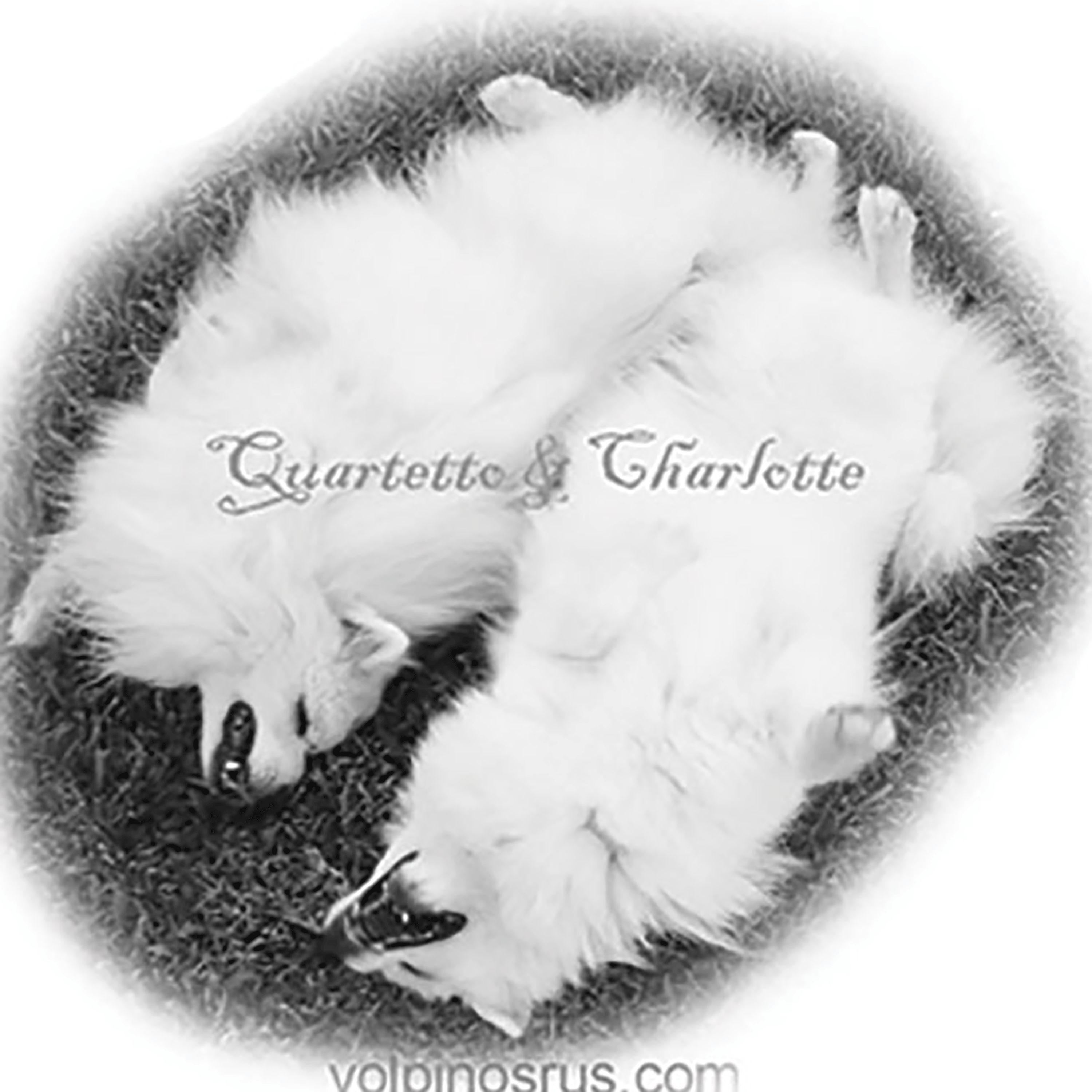 charlotte-quartetto