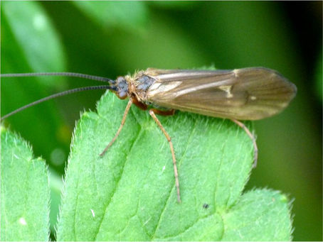 All about Caddisflies