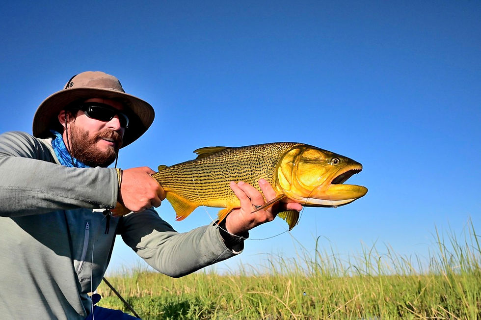 0066 golden dorado 2020.jpg