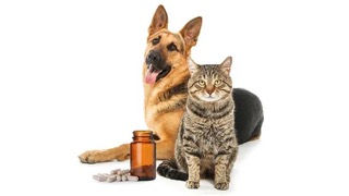 Secrets to Picking the Best Supplements for Pets Small.jpeg