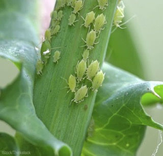 6 Ways to Control Aphids in Your Garden Small.jpeg
