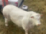 Thumbnail: Bull