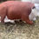 Thumbnail: Cow Laying Down