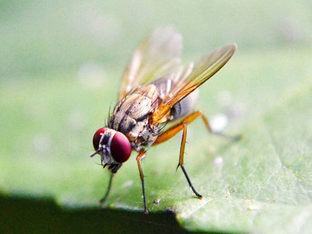 How To Get Rid of Fruit Flies?