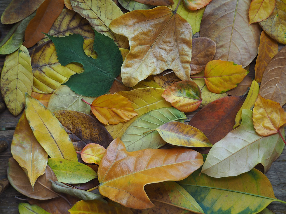 A collection of leaves in various colors: greens, mustard, brown, yellow