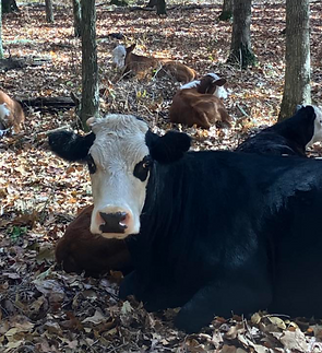 Screenshot 2025-03-11 at 8.42.04 AM.png