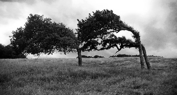 Bois anémomorphose - Dieppe - Normandie © Pierre-Yves Brand