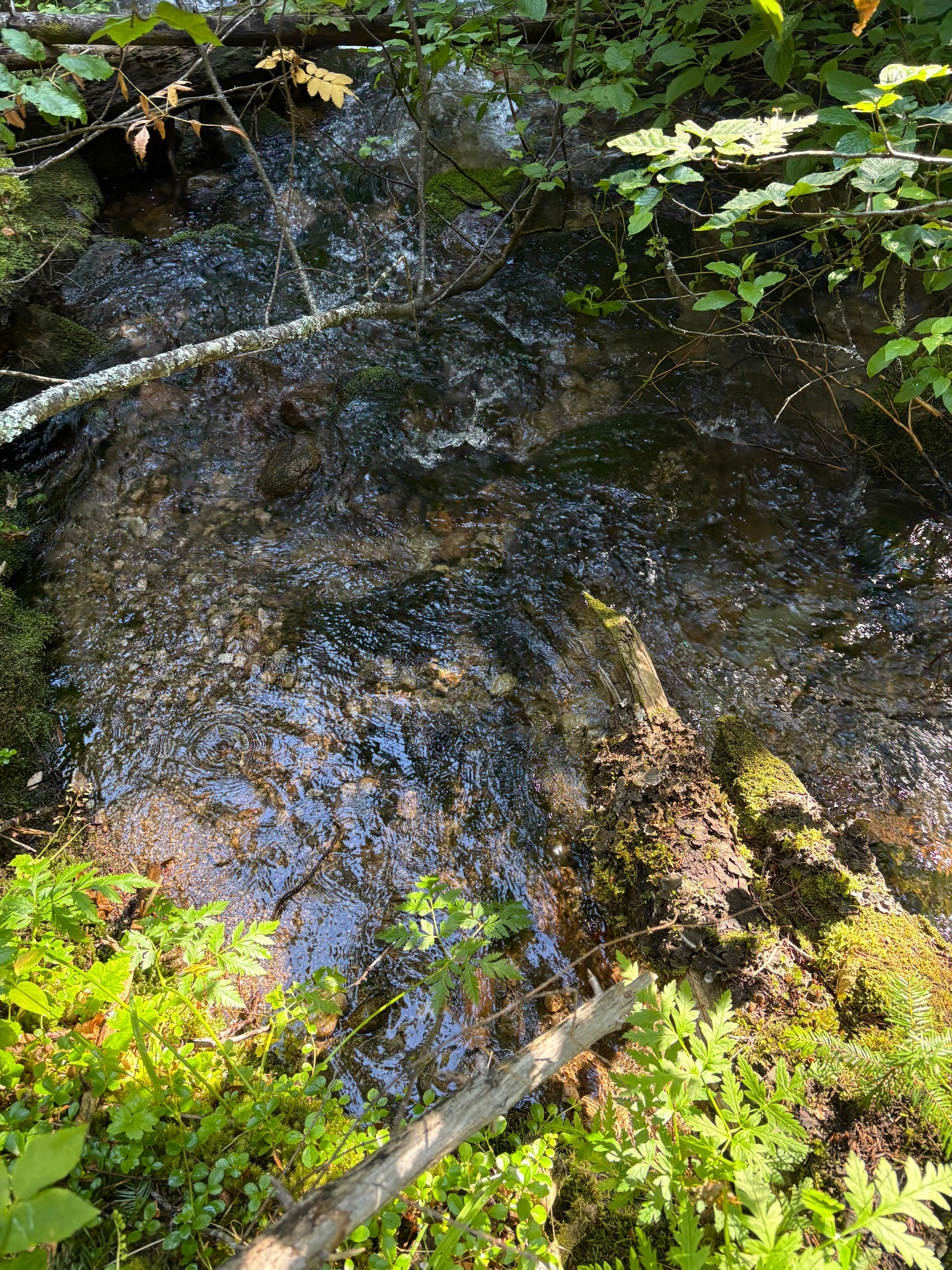 Ditch Line