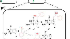 Genotoxin-responsive DNA capsules for the detection of styrene oxide
