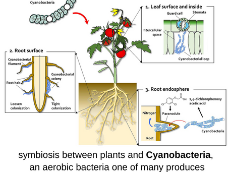 Harnessing the Power of Compost Tea for Sustainable Crop Production
