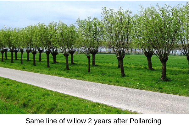 Same line of willow 2 years after pollarding