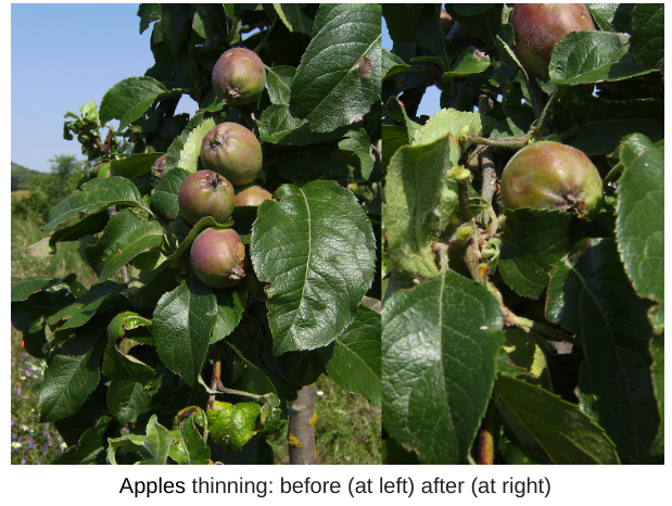 Apples thinning: A before and after photo