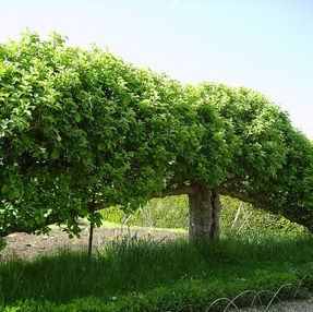 Poda de inverno e outras práticas de manutenção para o bem-estar das árvores
