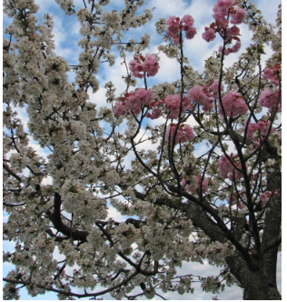 Grafting Trees: An important skill for healthy and Productive Trees