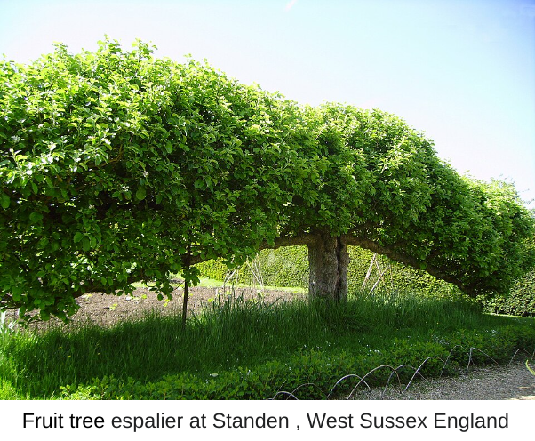 Fruit tree espalier
