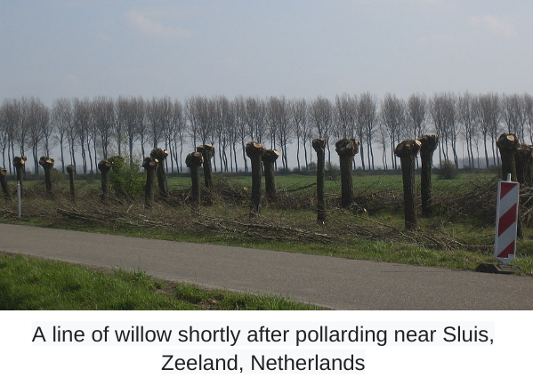 A line of willow shortly after pollarding