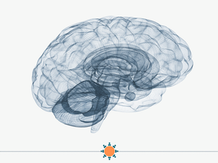 A digital illustration of a brain