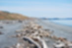 Years of driftwood have built up along the island's South Beach. People make shelters and structures out of it. It is a rocky beach with volcanic pebbles along the shore.