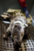 merr grey rescue 15MAR2013-5251.jpg