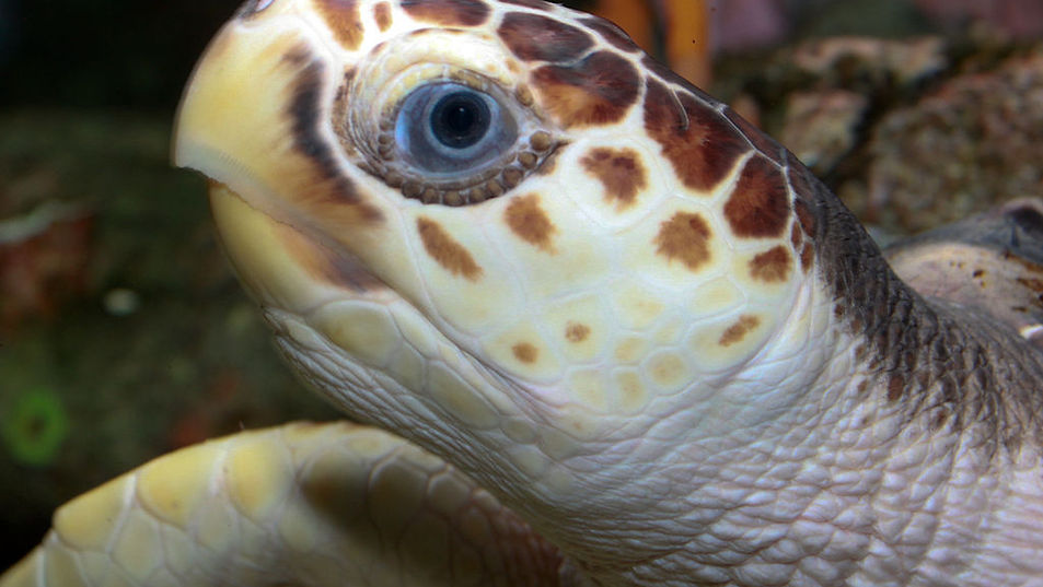 1024px-Loggerhead_Sea_Turtle_(Caretta_caretta)_.jpeg