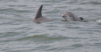 "Adopt "(and potentially name) a Delaware dolphin