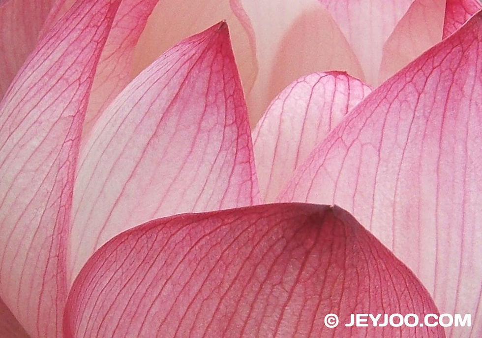 lotus-flower (1).jpg