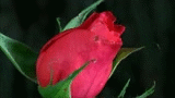 G7.gif