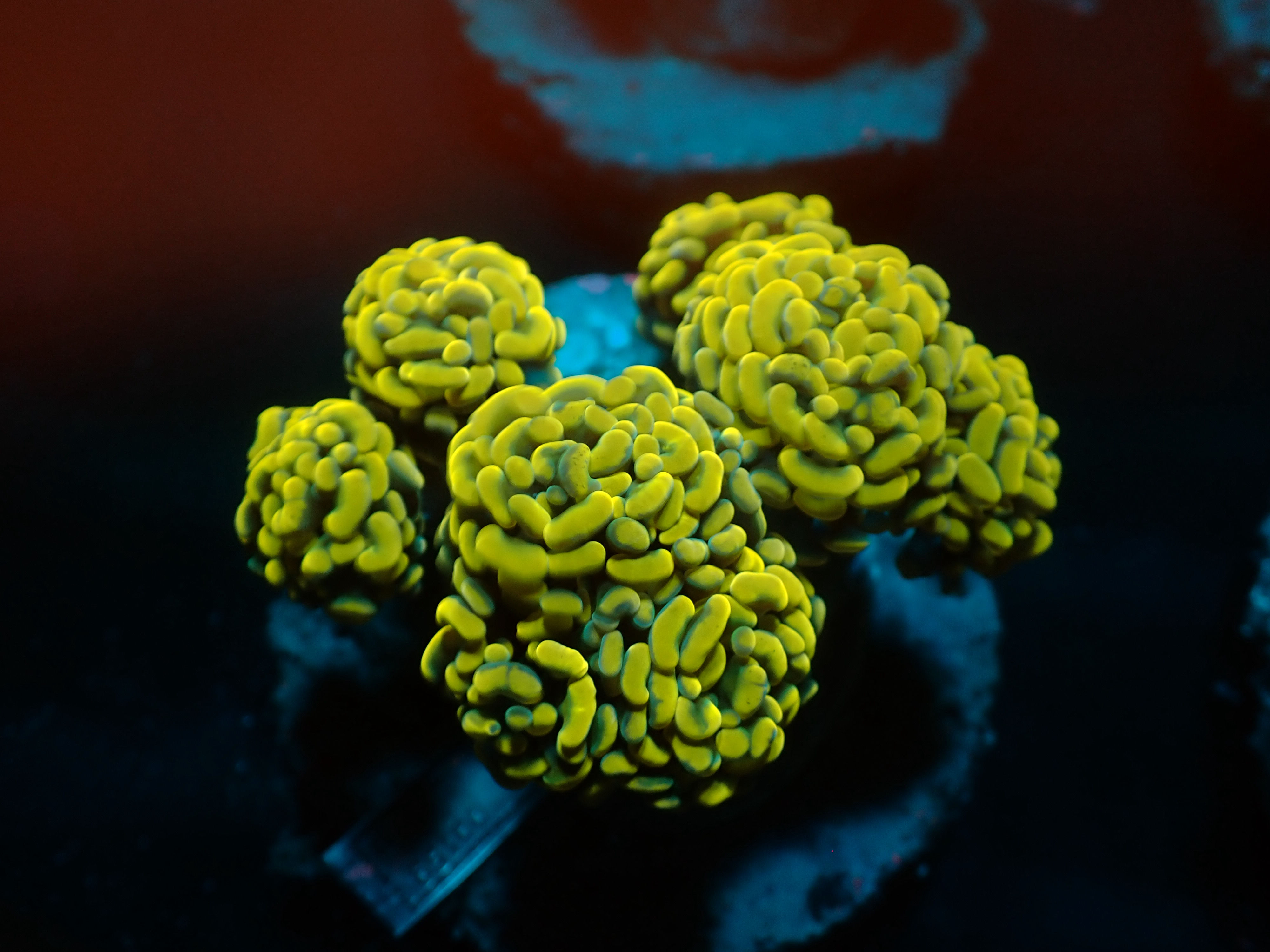 Orange Hammer Colony