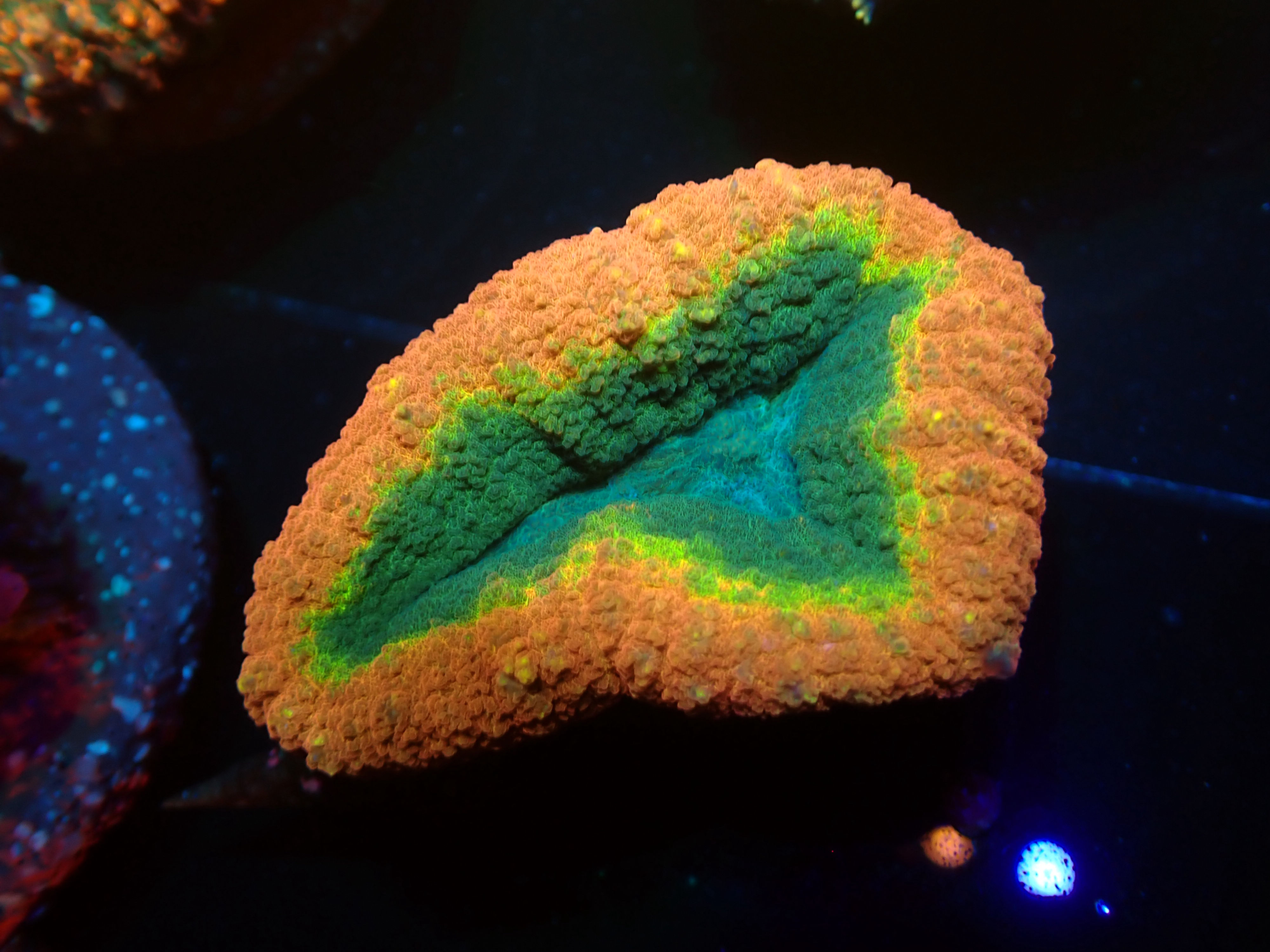 Australian Lobophyllia