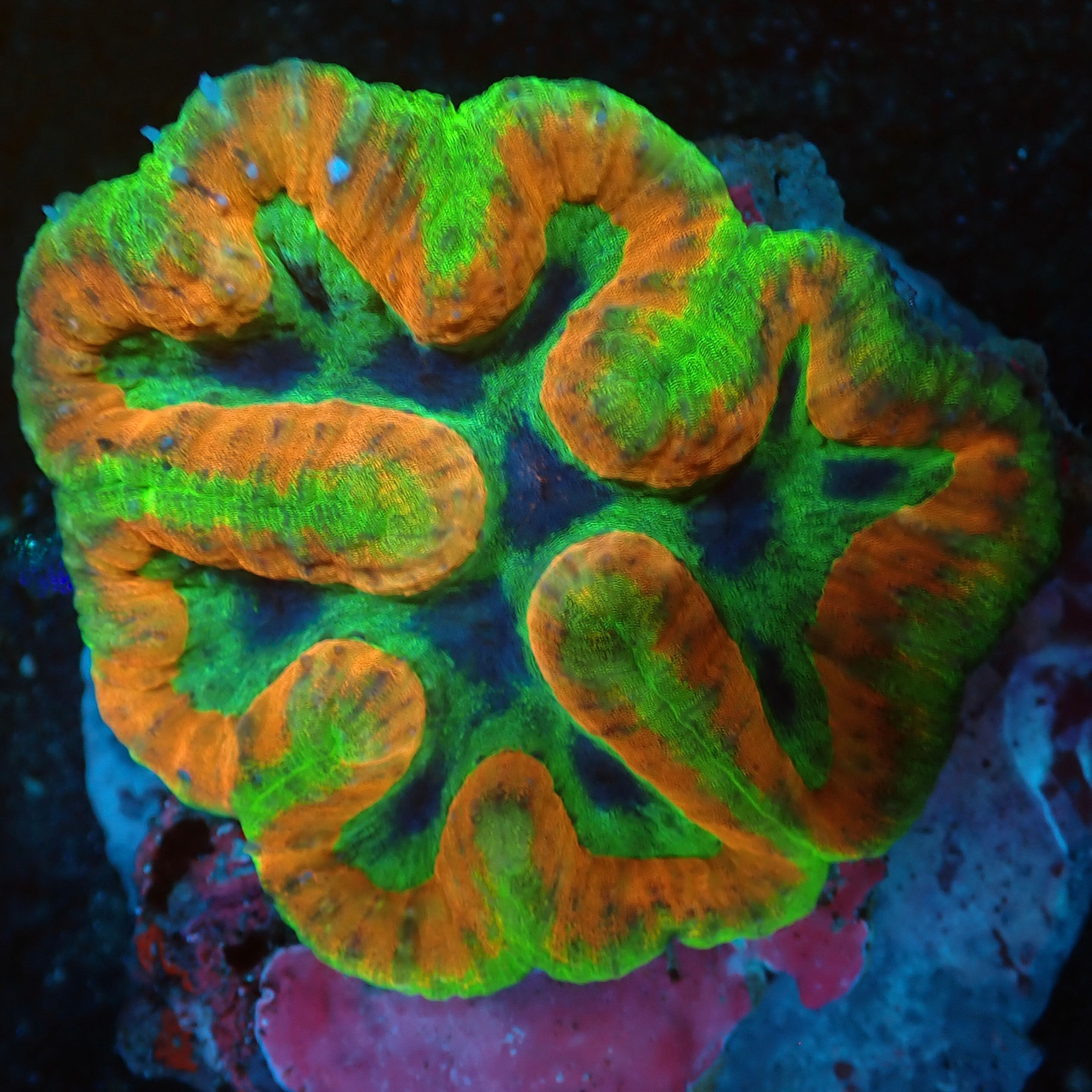 Rainbow Symphyllia