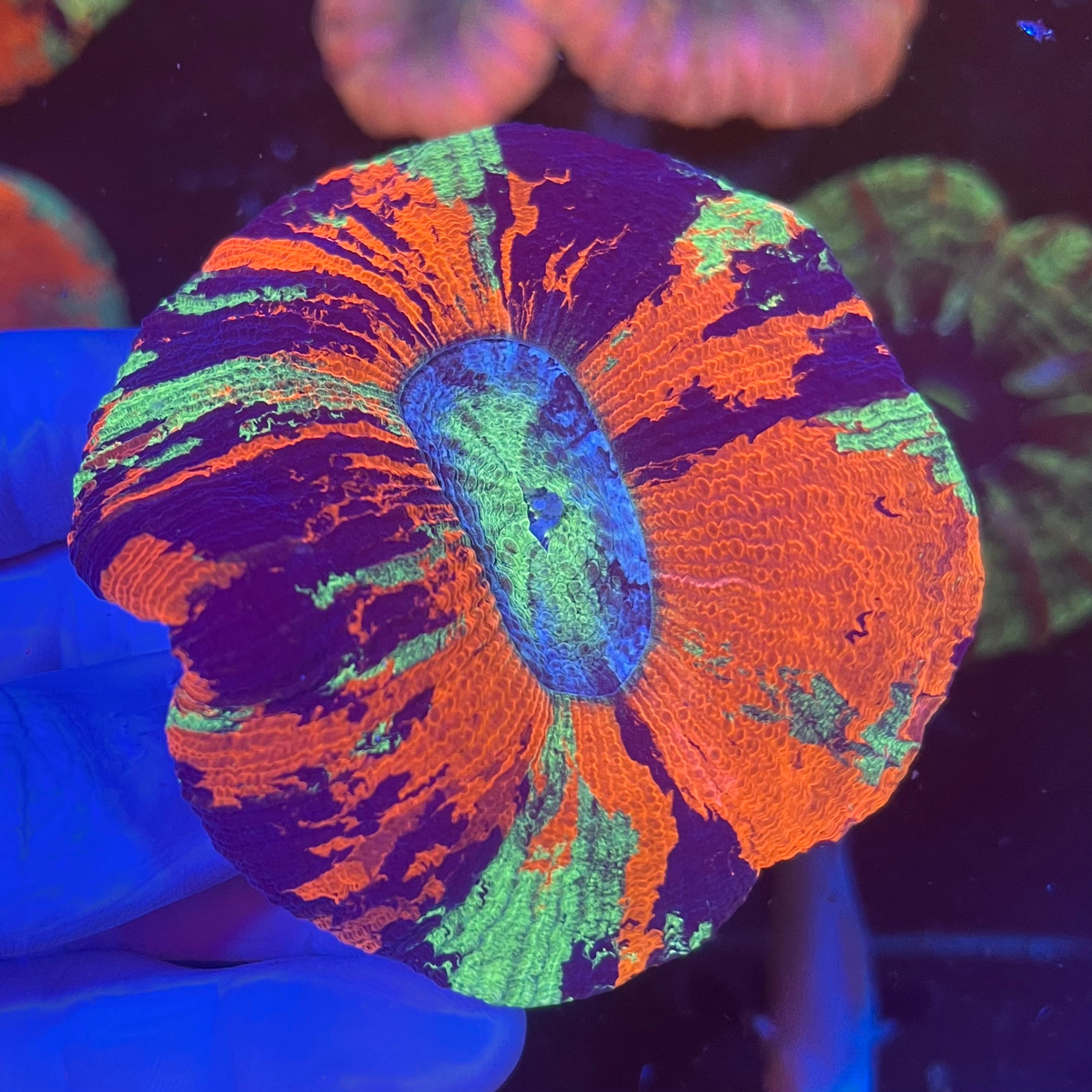 Rainbow Wellsophyllia