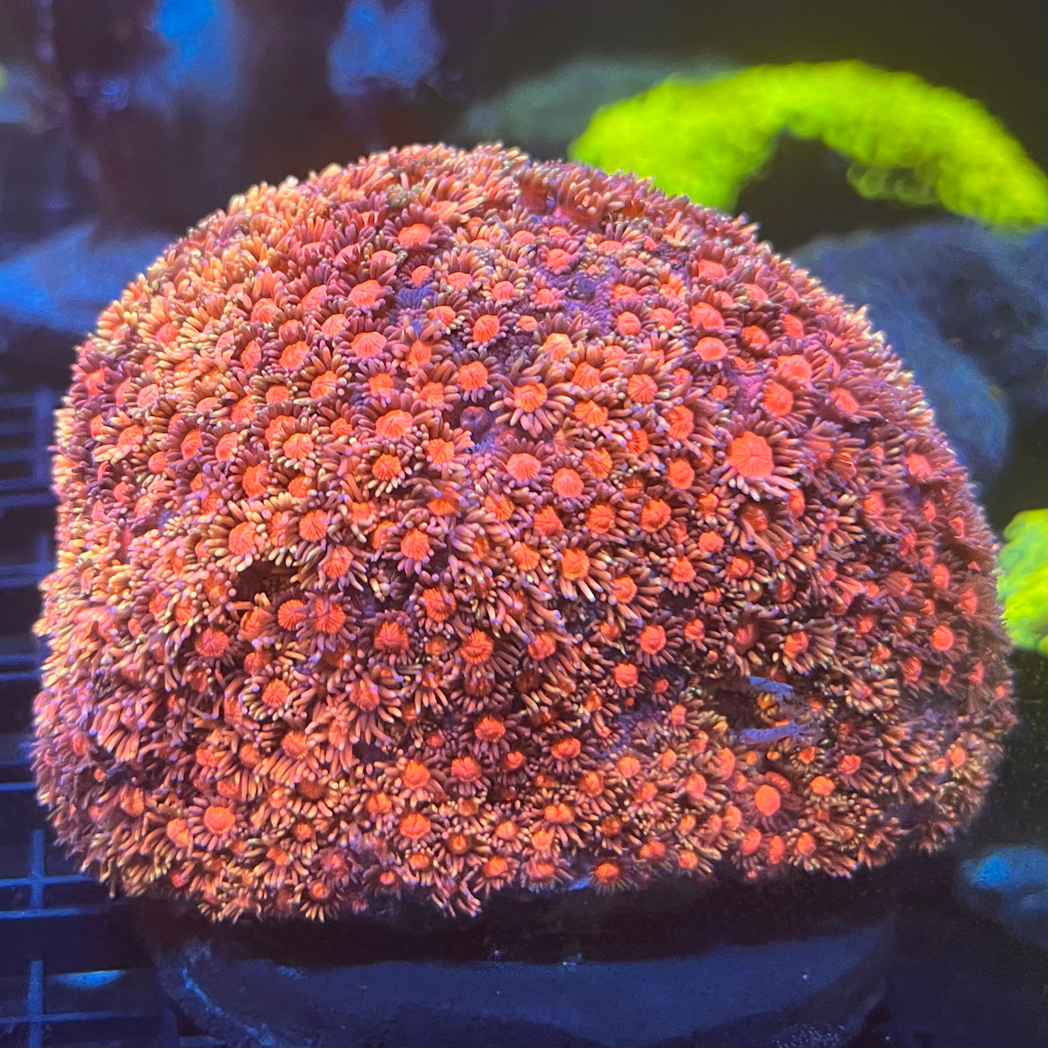 Rainbow Bima Goniopora