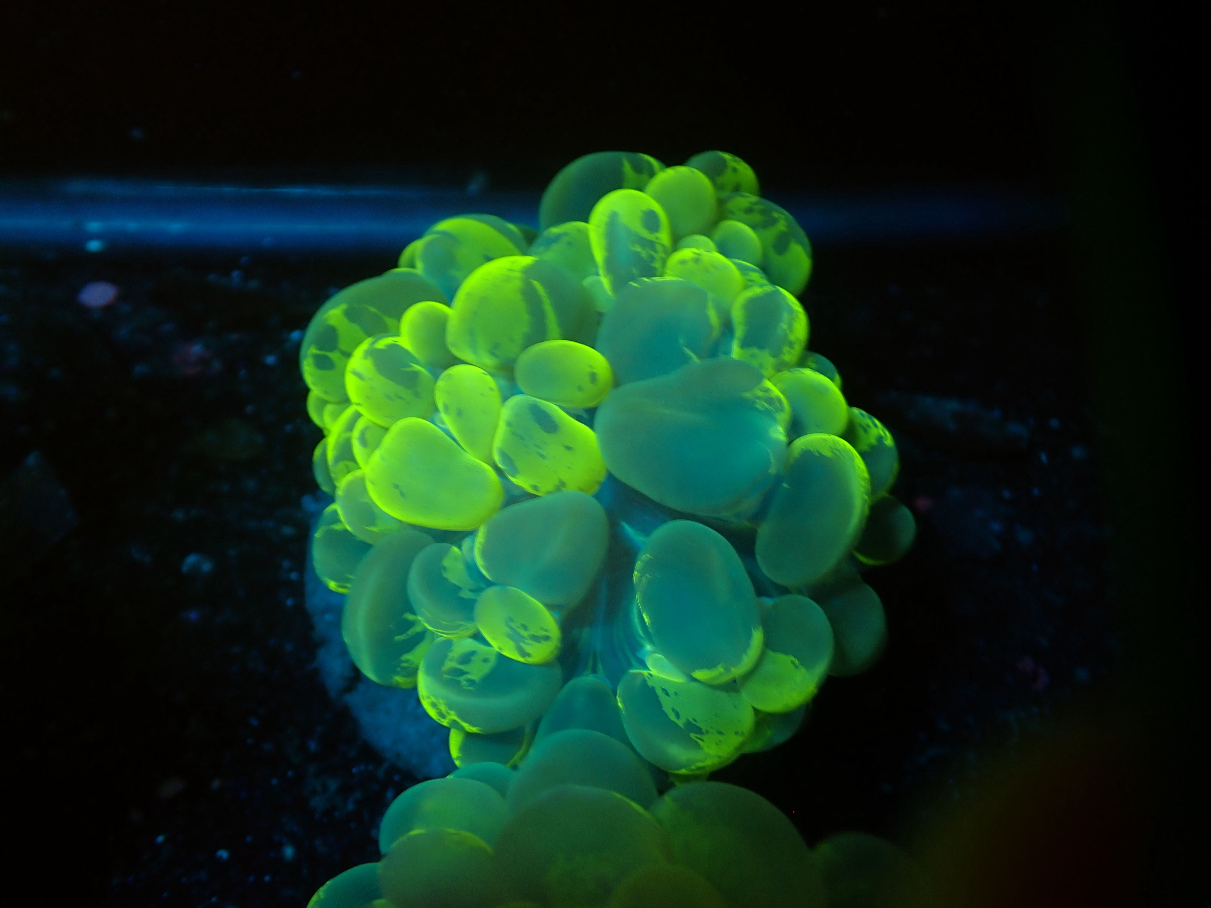 Splatter Bubble Coral