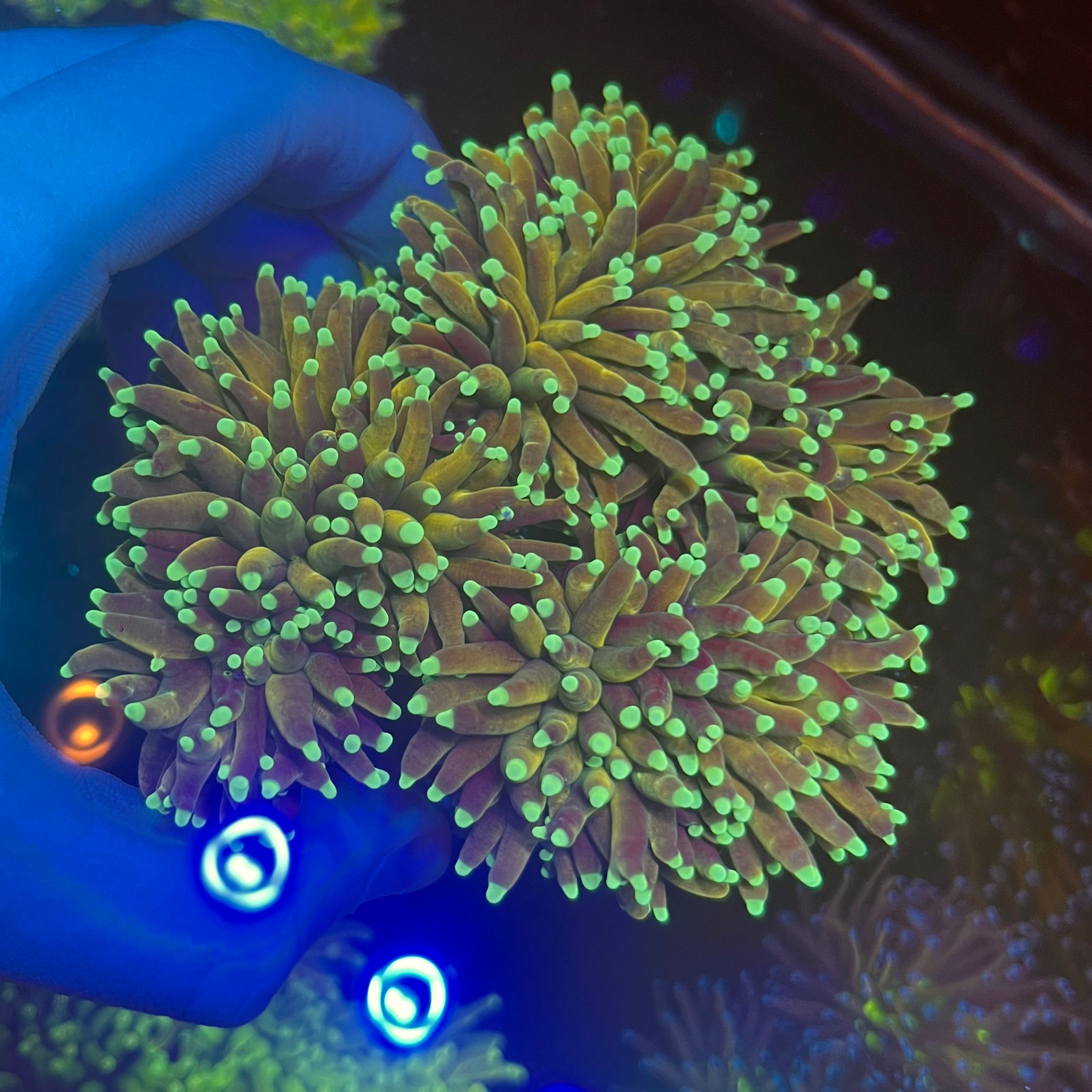 Gold Torch Colony