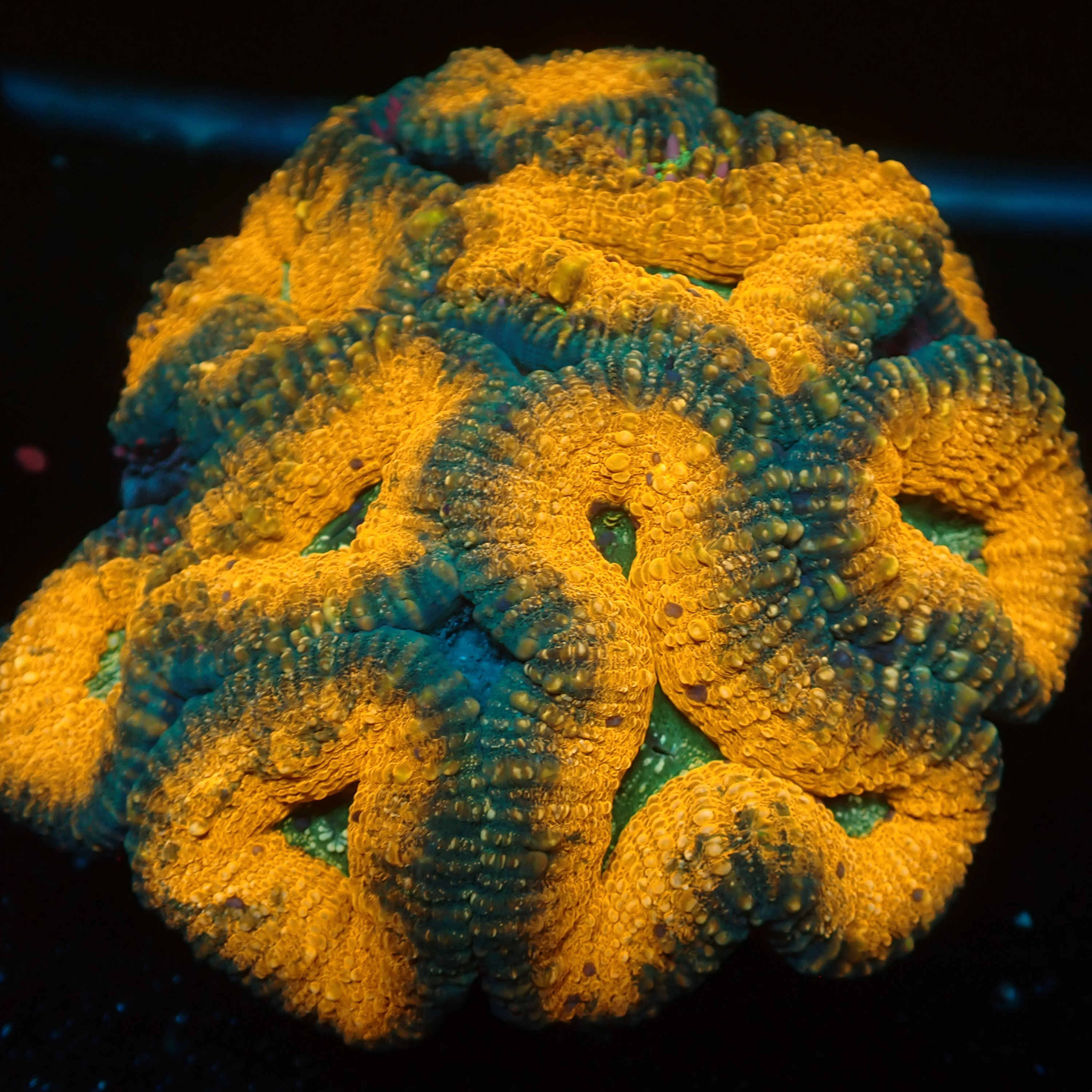 Australian Lobophyllia 