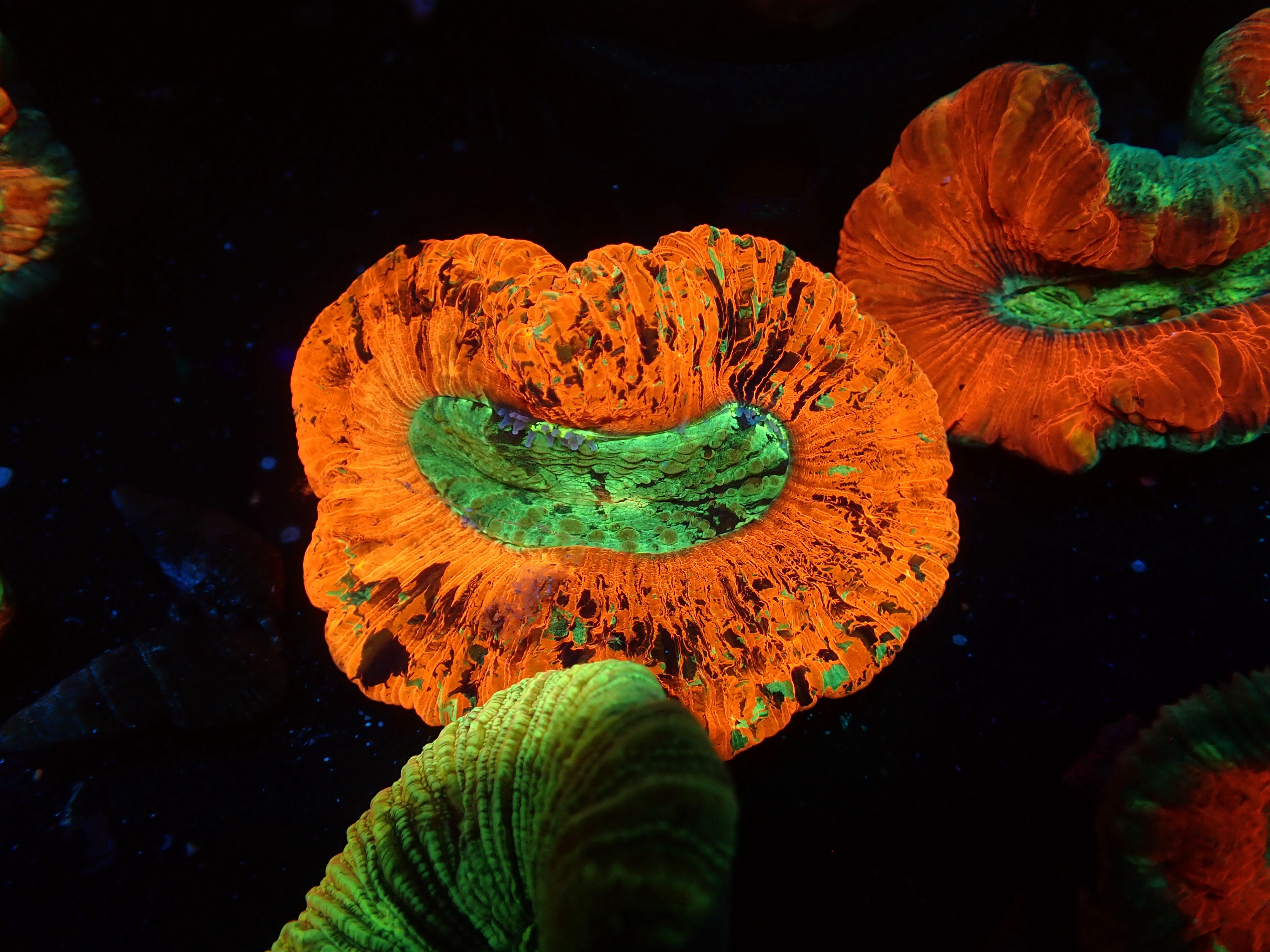 Rainbow trachyphyllia