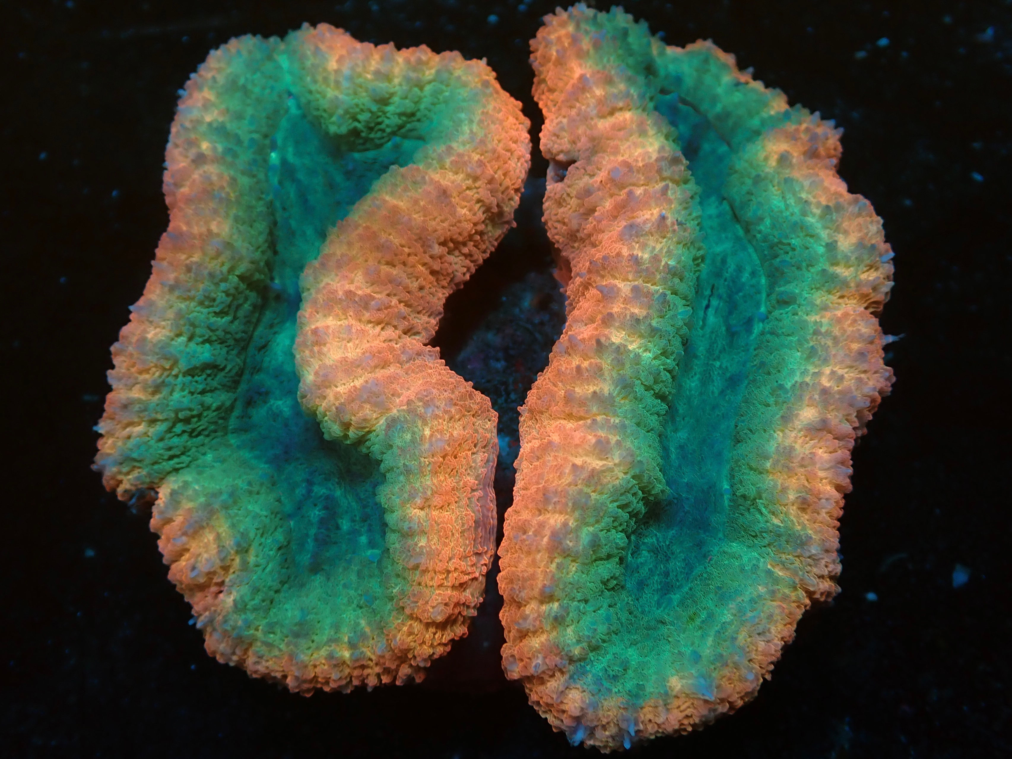 Pink / Green Lobophyllia