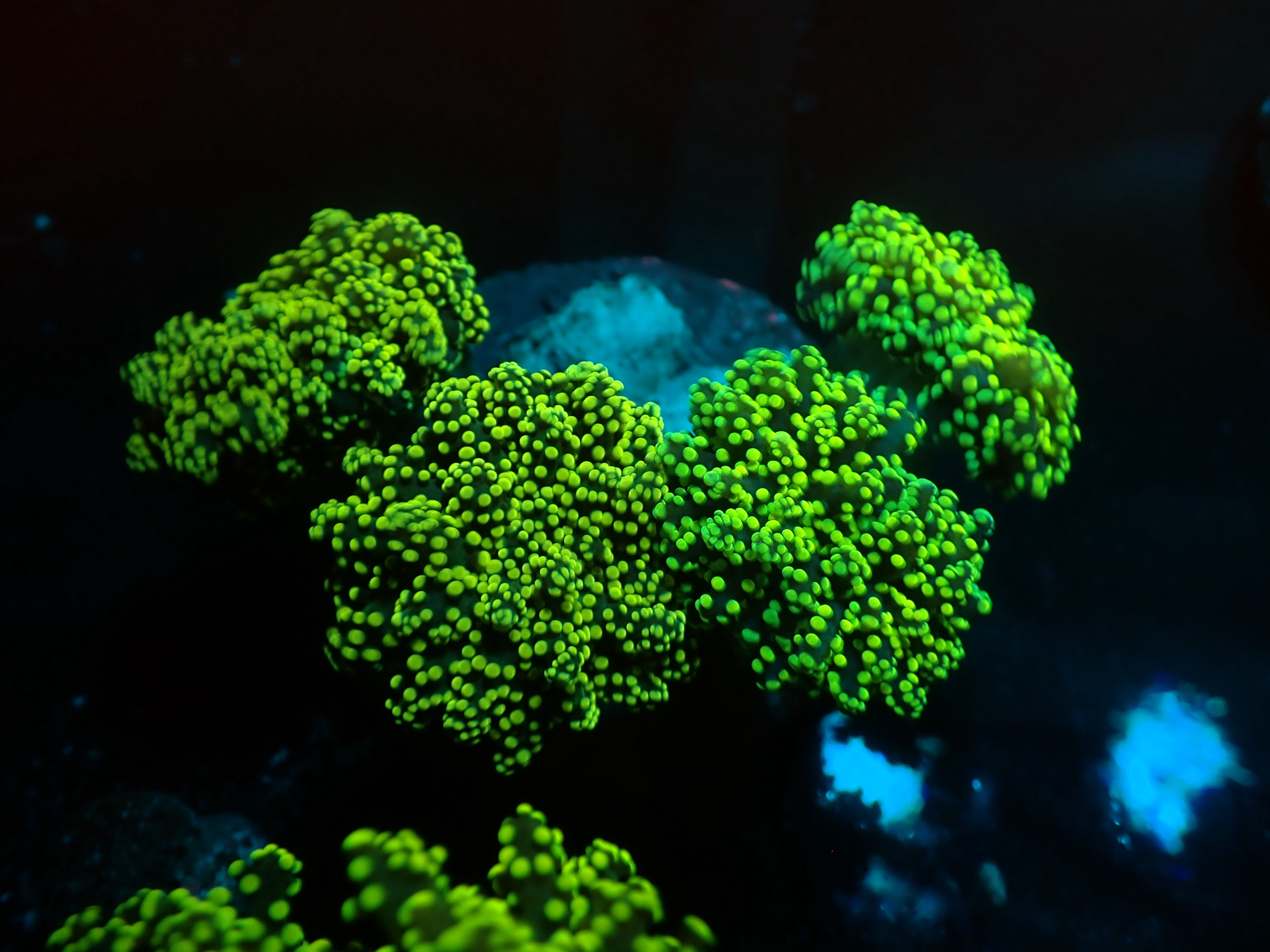 Golden Frogspawn Colony
