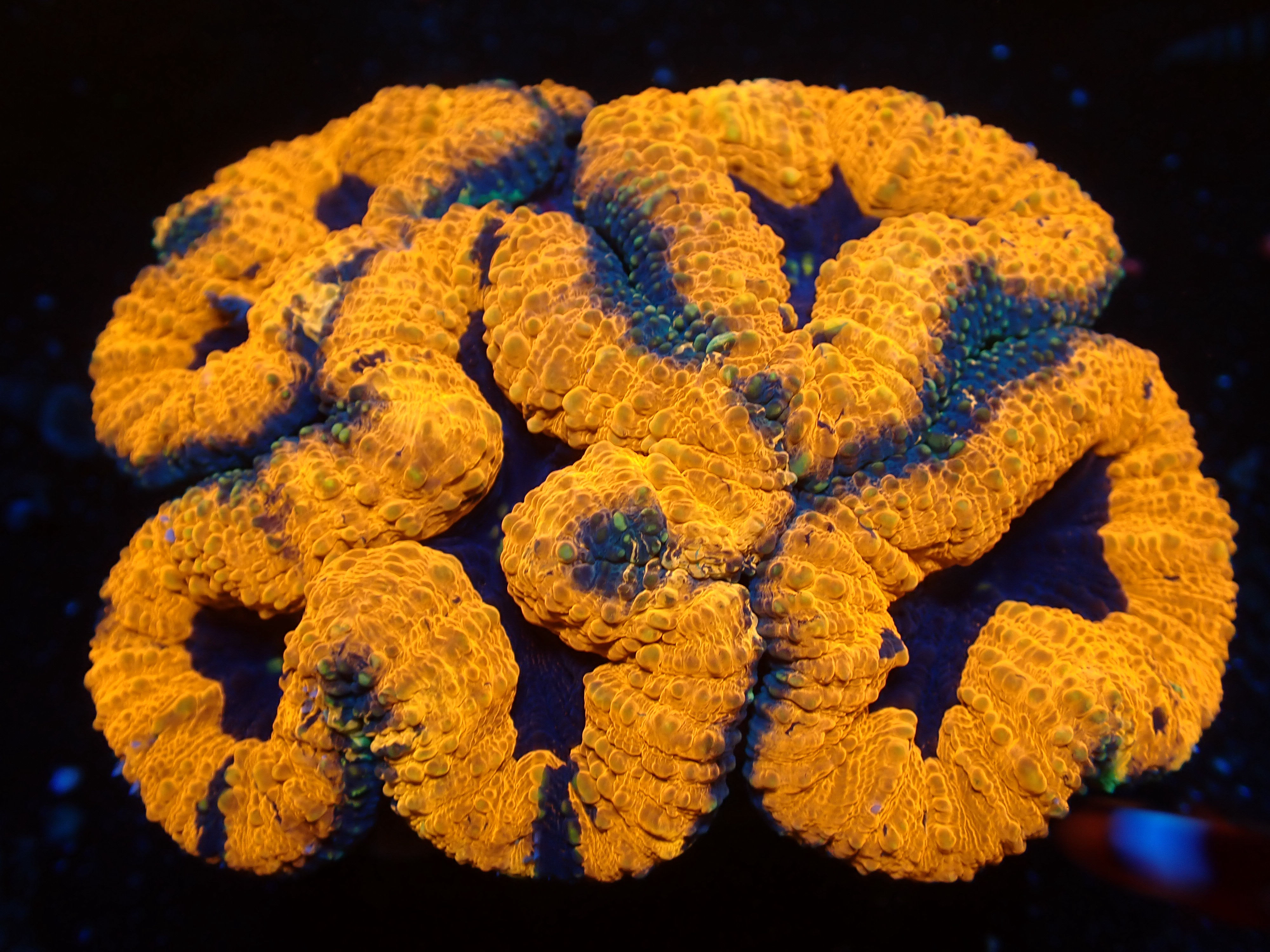 Australian Lobophyllia