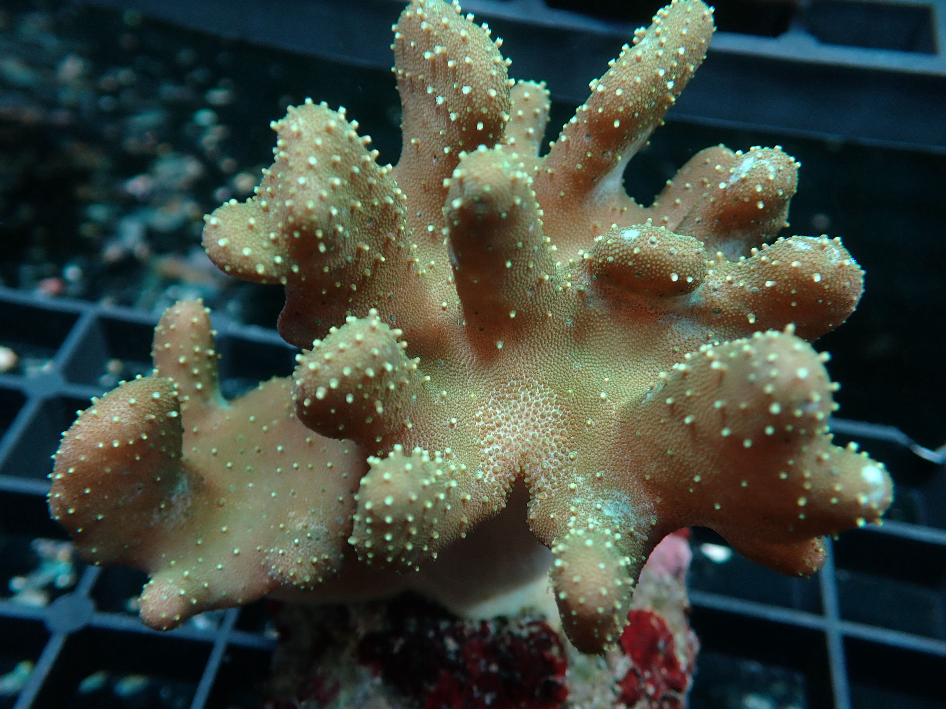 Lobophytum