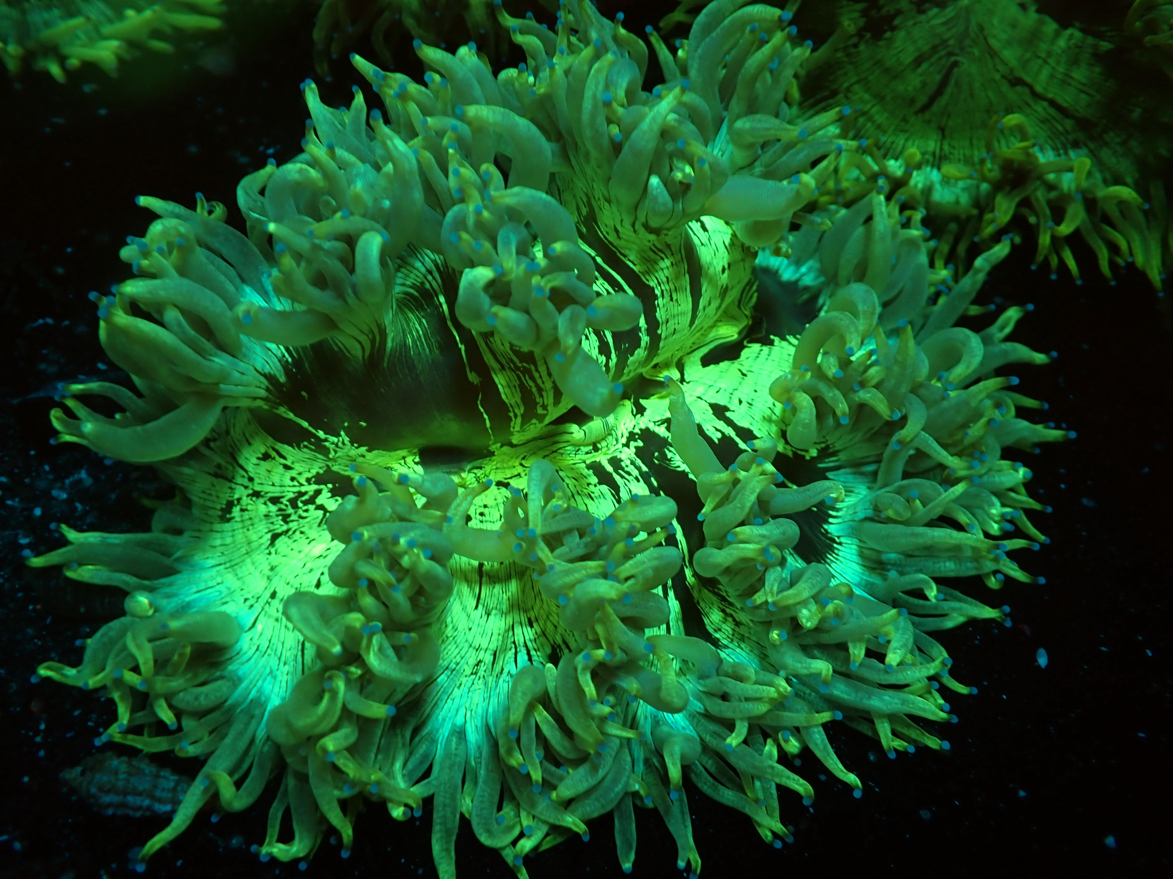 Australian Elegance coral