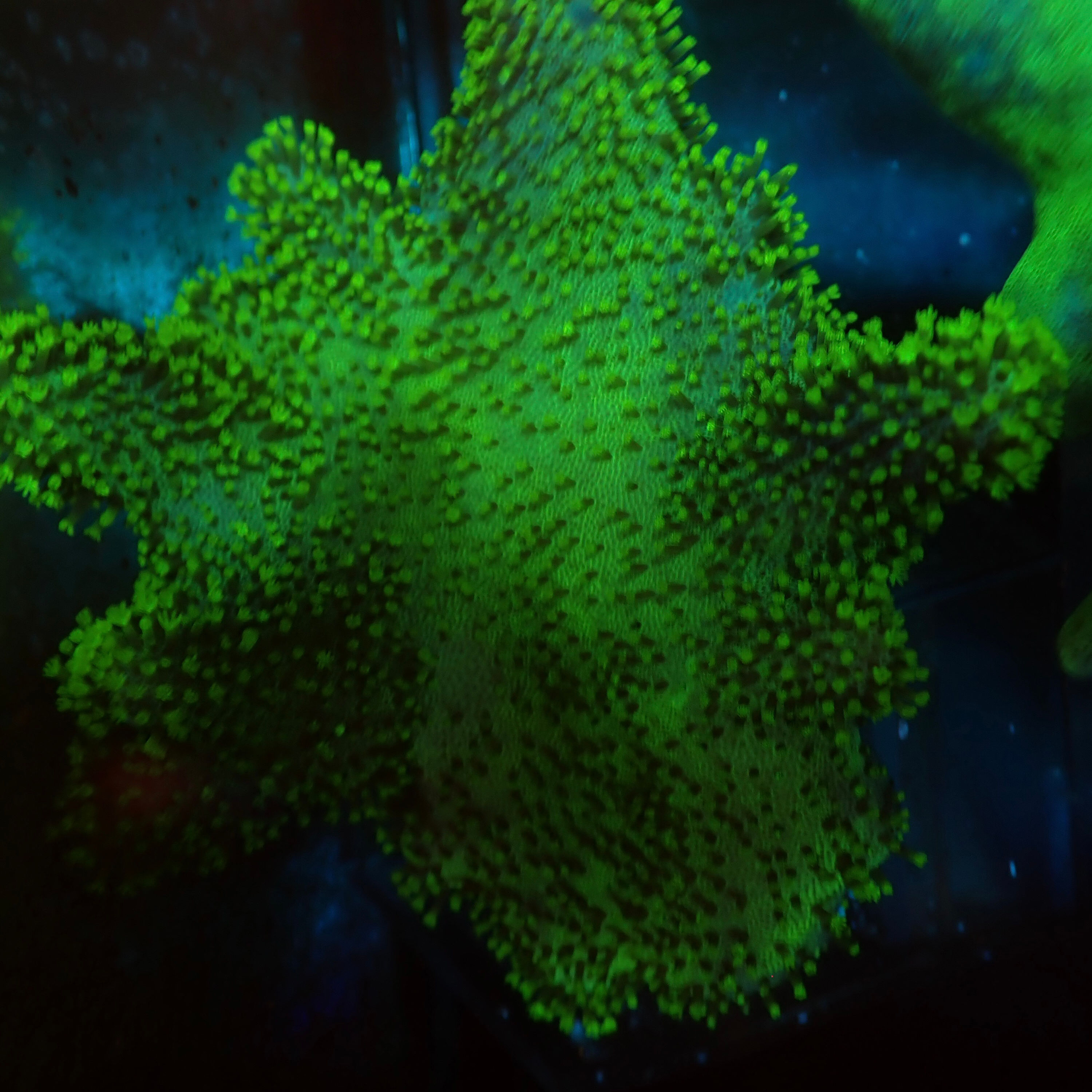 Long polyp toadstools