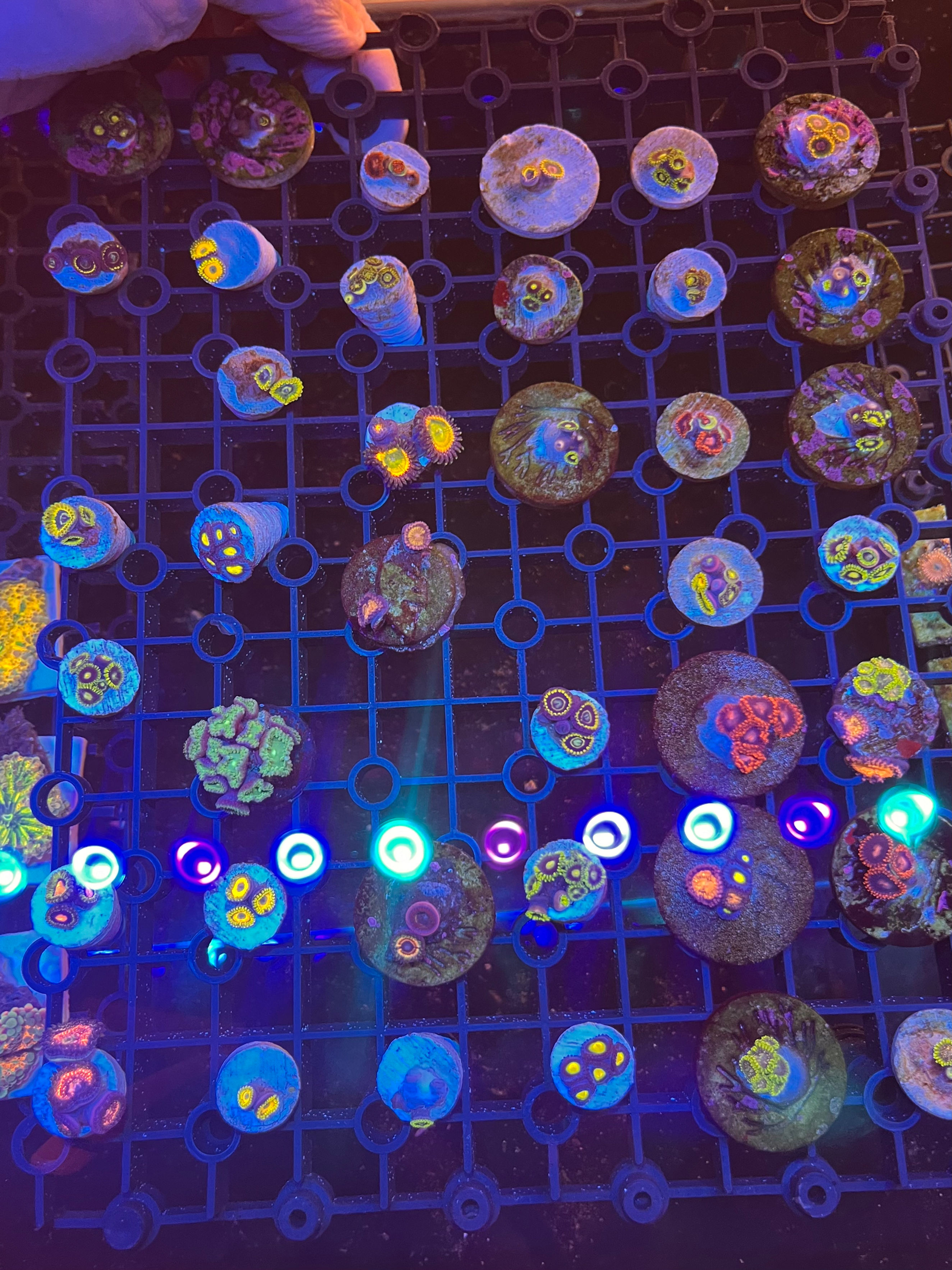 Zoa Frags mixed