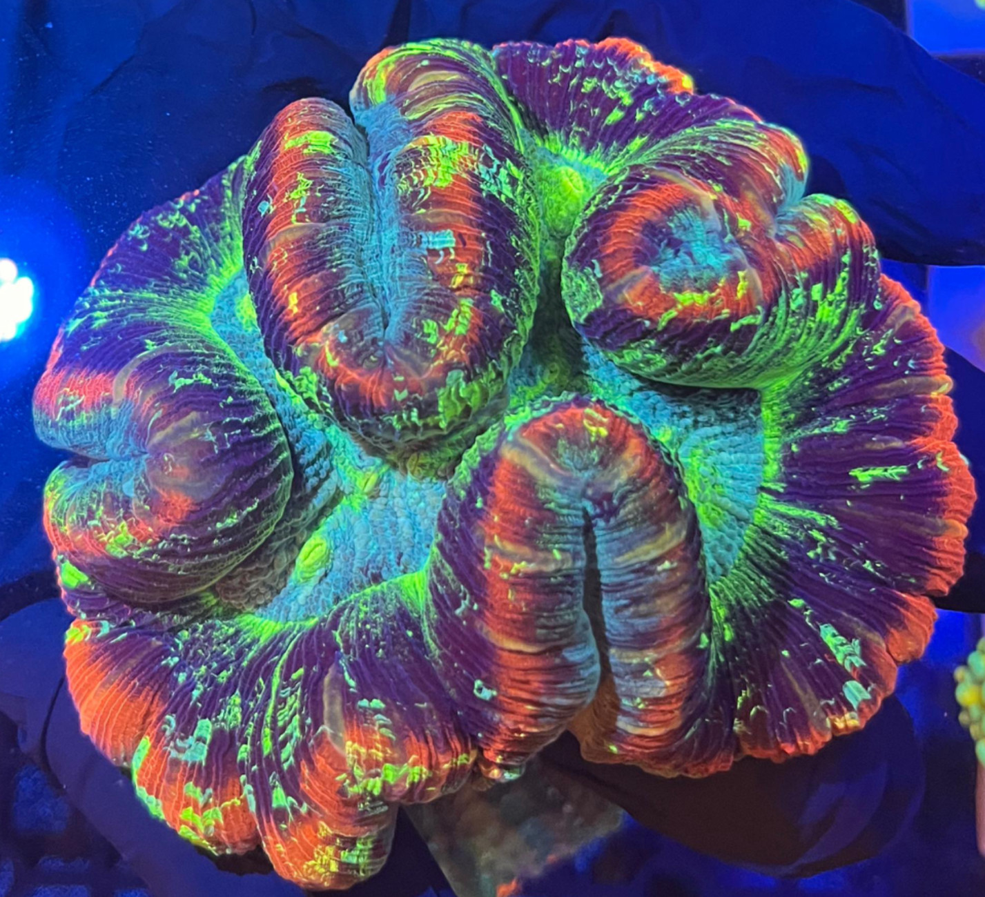 Corals | The Coral Company