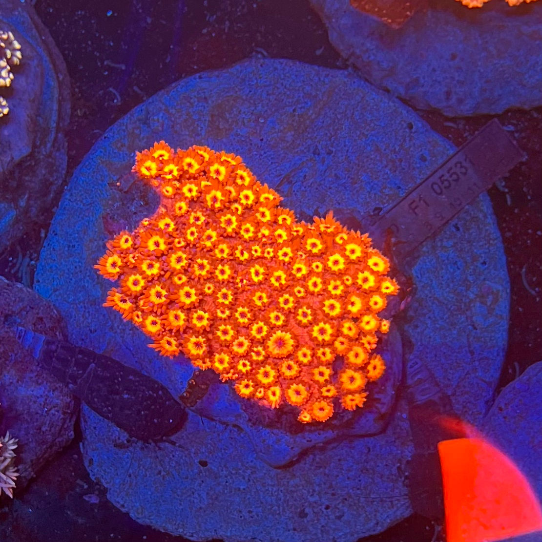 Red goniopora colony