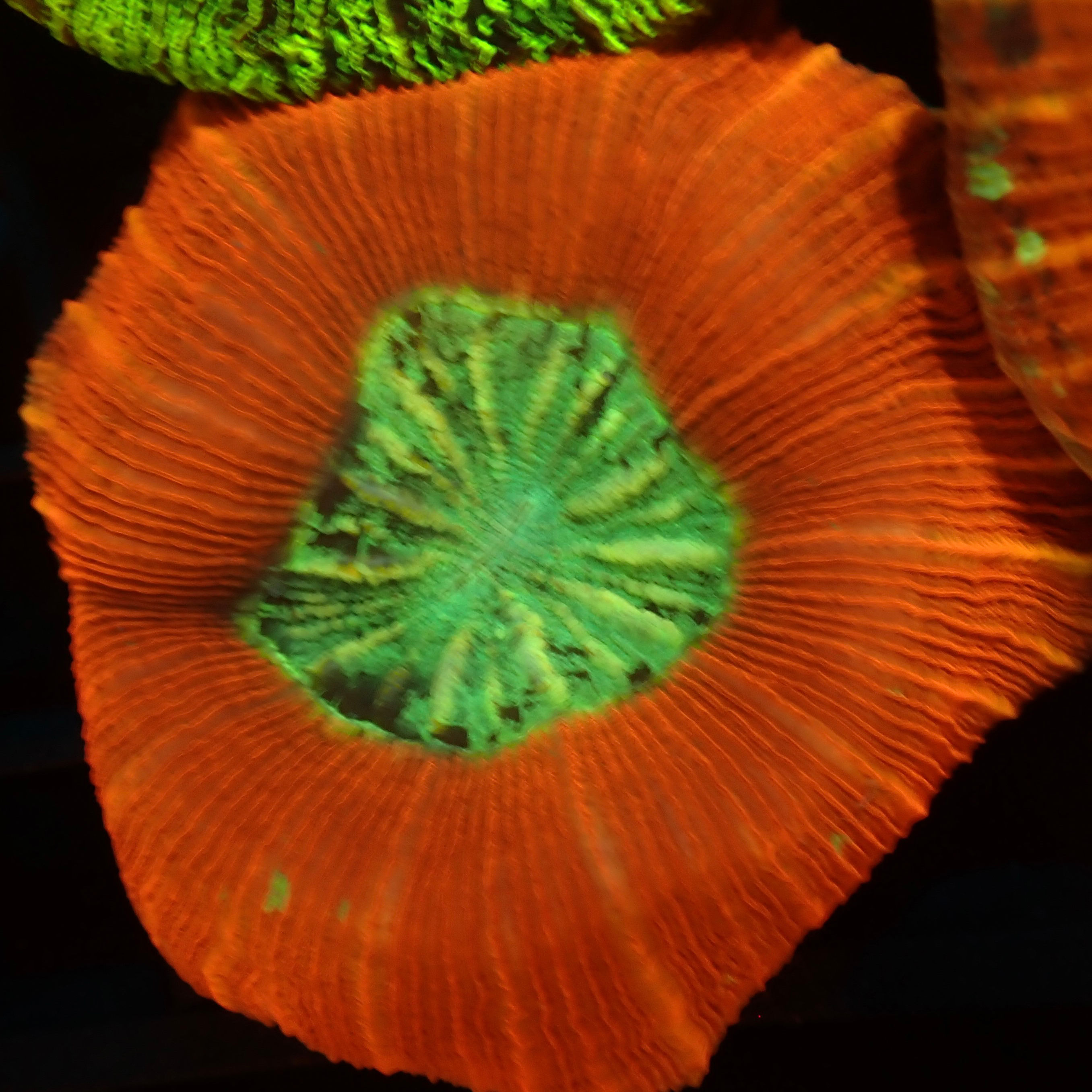Red trachyphyllia 