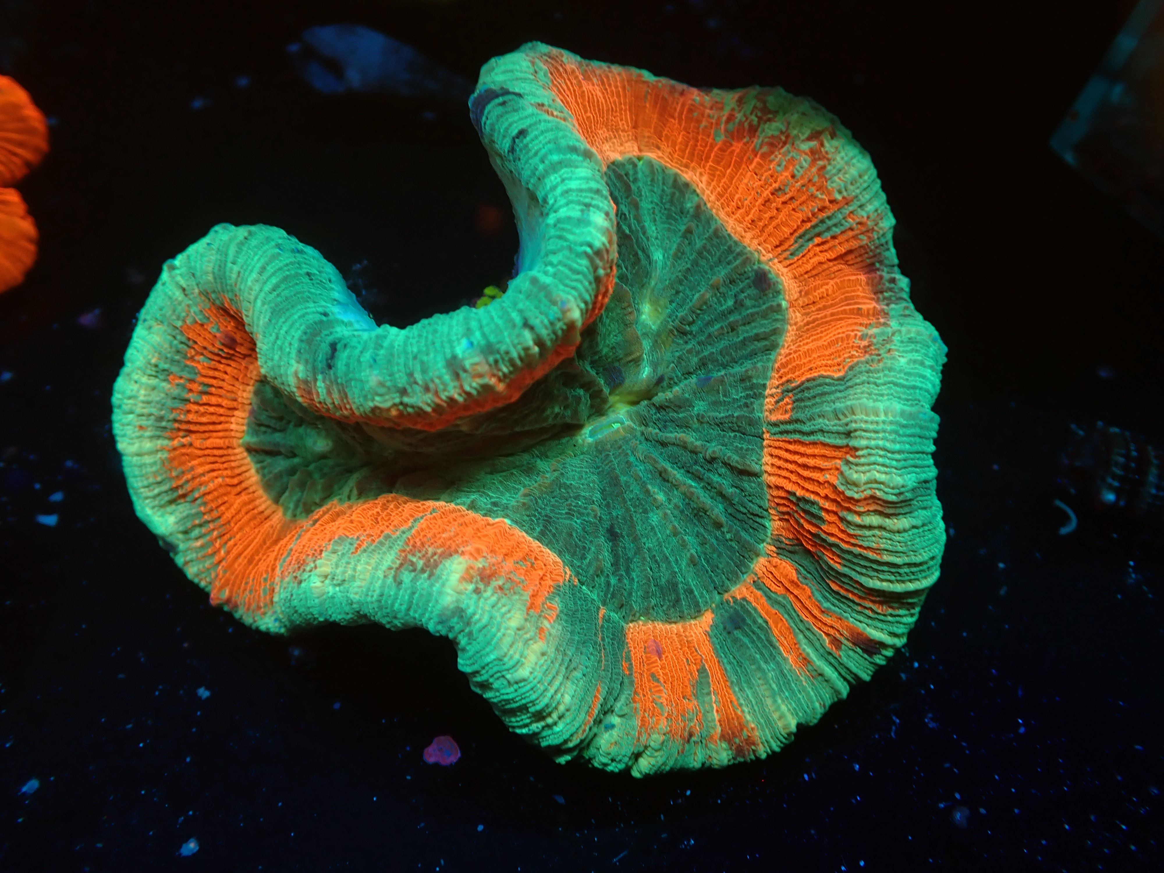 Rainbow trachyphyllia