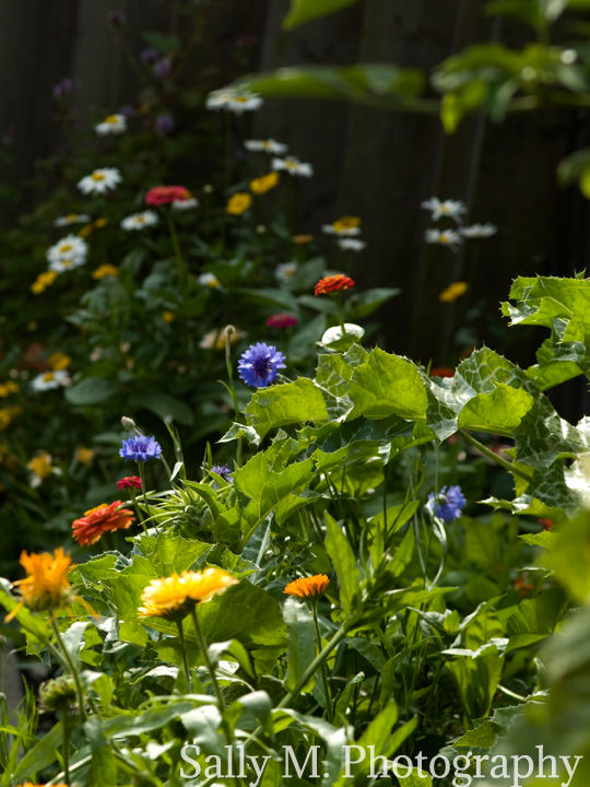 From Seeds to Flowers