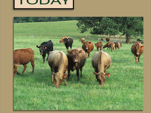 Dexters Today E-magazine July/August 2022