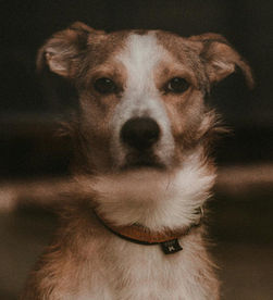 Happy dog? A brown and white dog with alert ears wears a collar, looking directly at the camera with a serious expression. Dark, blurred background.